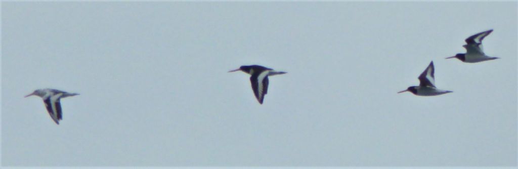 Beccaccia di mare (Haematopus ostralegus) leucistica